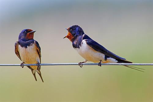 Two swallows perched on wire