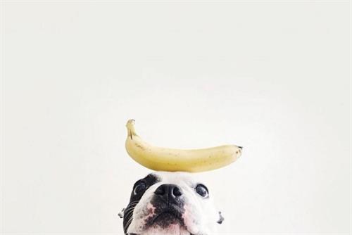 Walrus To Lead First Integrated Campaign For Pet Food Disruptor The 