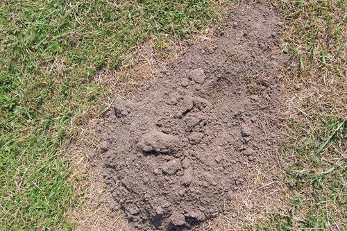 Moles: How Protect Against Root Damage By Tunnelling Moles On 