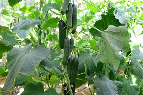Cucumber Merlin HortWeek