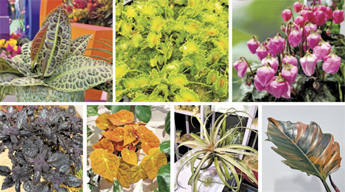 New Plants Radar: Labisia, Dionaea, Cyclamen, Coleus, Begonia ...