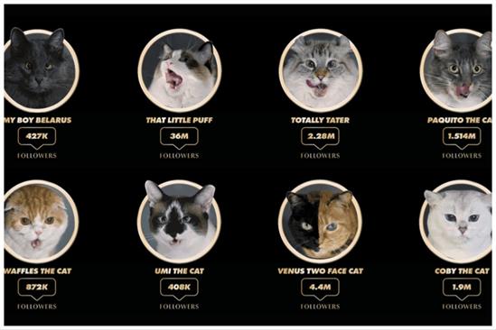 Sheba lines up famous cats to compete in ‘gravy race’