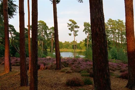 WWF appoints media agency