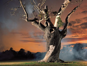 A photograph from Simon Norfolk's The Military Oaks of Blenheim Palace Gardens collection