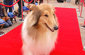 Lassie on the red carpet