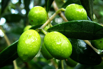 Spanish Olives: to be promoted to UK women