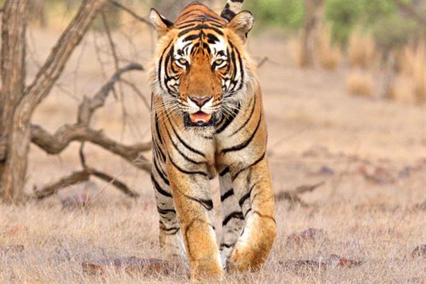 Tiger Nation: helps NGOs recognise tigers by their stripe patterns