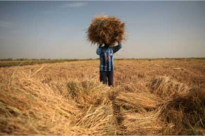 Agriculture for Impact: support for agricultural development