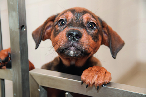 Dogs Trust microchipping (credit: Julie Broadfoot)