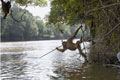 Jungle thinkers: new book