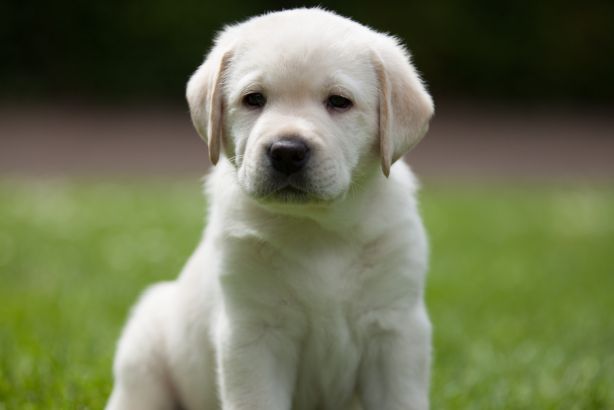 Andrex: The toilet tissue brand has appointed Salt for its UK comms account