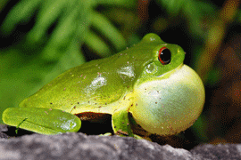 Green tree frog
