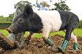 Pork in boots: Cinders the welly-clad piglet