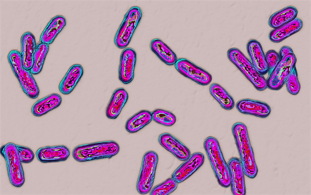 New Antibody Prevents Recurrence Of Clostridium Difficile Infection ...