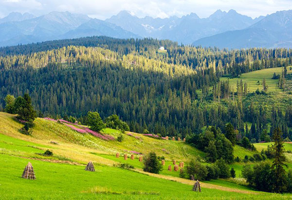 Nature: Forests and mountains in Poland (photograph: Yuriy Brykaylo/123RF)