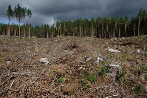 Finland accused of climate double standards after deforestation talks