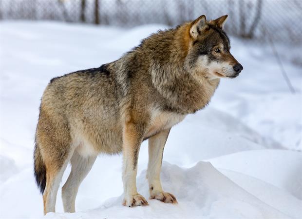 Nature: Wolf at Ähtäri Zoo, Finland (Image: Ninara / Flickr)