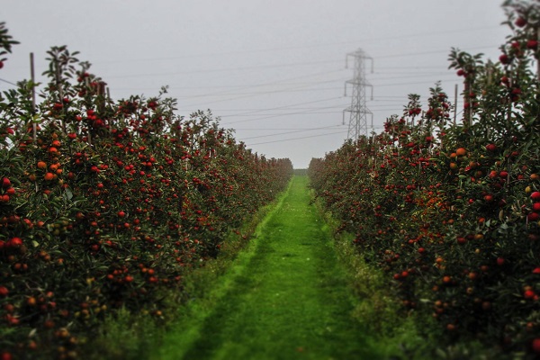 Agriculture - Orchards in Kent (JR)
