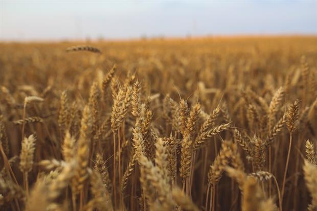 Agriculture - Wheat fields (Unsplash)