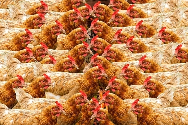 Agriculture - chickens