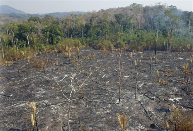 Nature: Amazon fires 2 2019 Porto Velho (Image: Michael Dantas / WWF Brasil)