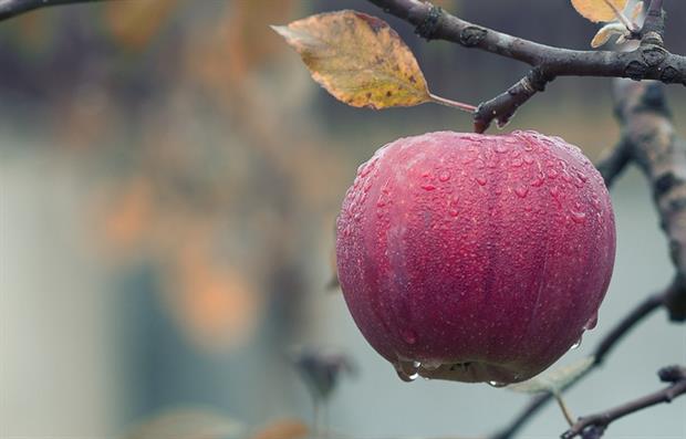 Agriculture - Organic farming (Pixabay)