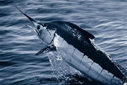 Fish, marlin (Credit: US National Oceanic and Atmospheric Administration)