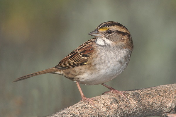 Biodiversity - sparrow bird