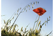 Nature, poppy