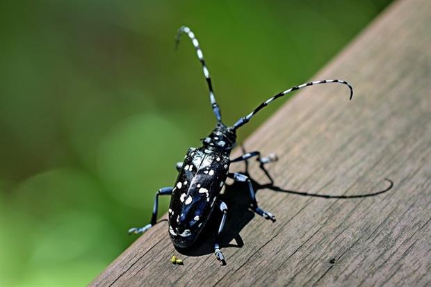 Nature: Alrak Long-horned Beetle (Image: Max Pixel)
