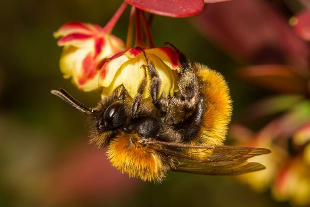 Pesticides - Bumblebee harvesting pollen (Pixabay)