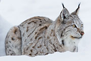 Nature, Eurasian lynx (credit: Kjetil Kolbjornsrud/123RF)