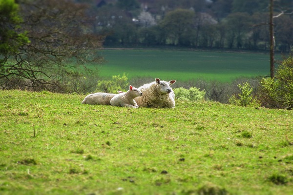 Agriculture - Sheep in Ashbridge (JR)