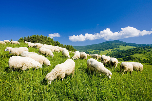 Agriculture, sheep farm in Slovakia (Richard Semik/123RF)