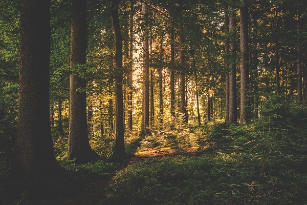 Nature - Forest (photo: Pexels)