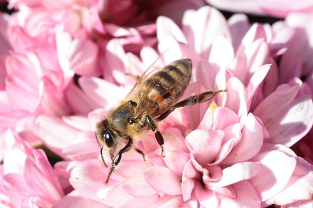 Pesticides - Bee harvesting pollen (Pixabay)