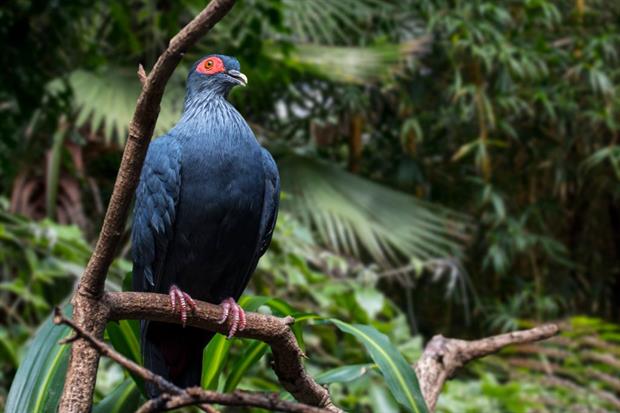The Madagascan blue pigeon. The EU has contributed to numerous conservation projects on the island, which is home to a huge number of rare species. Photo: Philippe Clement/Arterra/Universal Images Group via Getty Images