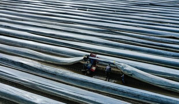An asparagus field near Herten, Germany, April 2021. Campaigners are concerned by a perceived lack of transparency in member states' CAP strategic plans. Photo: Ina Fassbender/AFP via Getty Images
