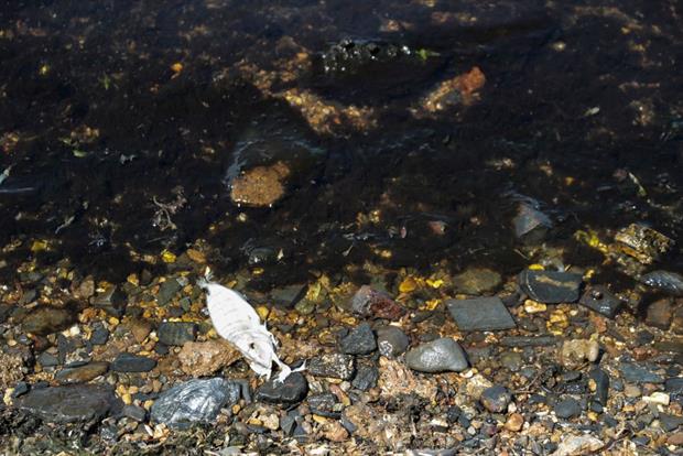 A dead fish washes up on the shores of Spain's Mar Menor, where animals are under severe strain as a result of agricultural pollution. Photo: JOSE MIGUEL FERNANDEZ/AFP via Getty Images