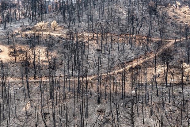 Forest on the Greek island of Evia, following wildfires this summer. While a study says Europe is more resilient to climate change, it is still experiencing devastating consequences. Photo: Dominika Zarzycka/NurPhoto via Getty Images