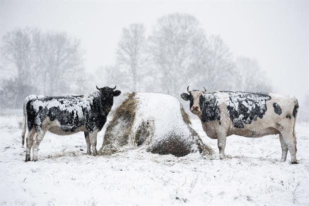 Cows in Wiejki, eastern Poland, after the first snowfall of the season, November 2021. A new feed supplement promises to cut cows' methane emissions by at least 30%. Photo: Mateusz Slodkowski / AFP / Getty Images