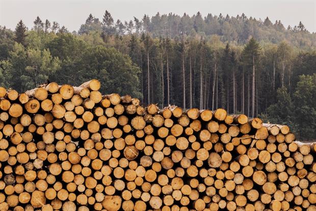 A log pile in Grosskunitz, Germany, August 2022. MEPs are attempting to further limit the kinds of woody biomass to support through the Renewable Energy Directive. Photo: Florian Gaertner/Photothek via Getty Images