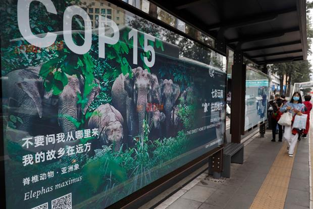 A poster advertising COP15 in Kunming, China. Protecting 30% of the earth's land and water surface appears to be gaining momentum as part of the talks. Photo: Li Jiaxian/China News Service via Getty Images