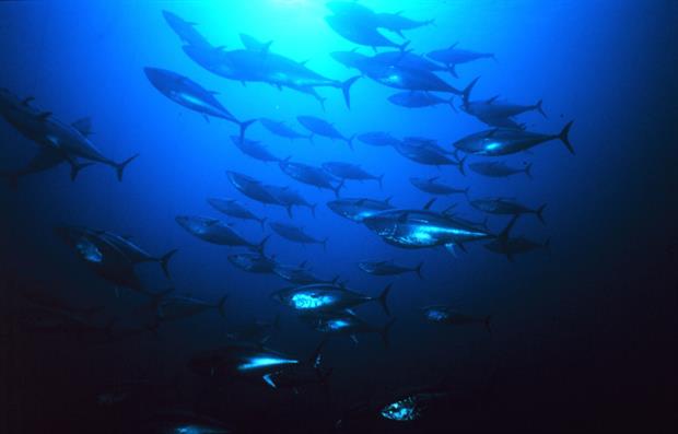 A school of Atlantic bluefin tuna seen from below. Crunch talks on a treaty governing the high seas have been put on ice. Photo: HUM Images/Universal Images Group via Getty Images
