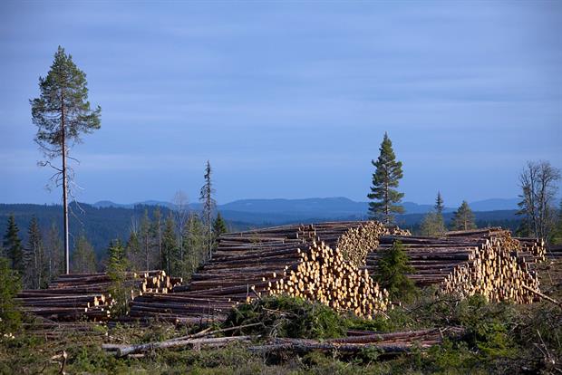Deforestion in Sweden. A leaked commission document suggests “possible national caps on the use of stem wood above a certain size for energy”. Photo: Arterra/Universal Images Group via Getty Images