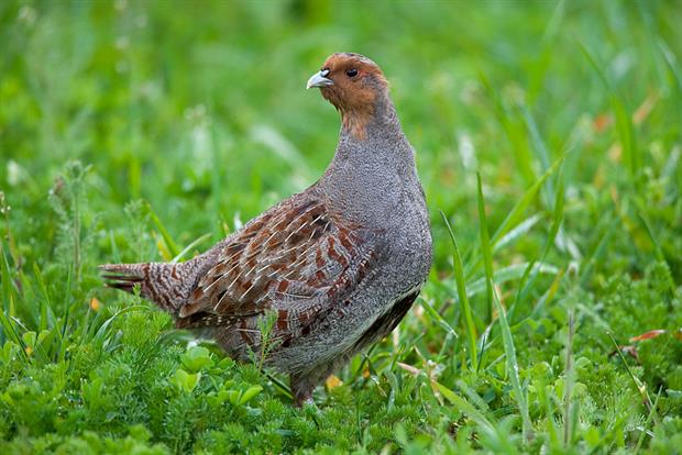 A grey partridge (Perdix perdix) in a meadow in Germany: Europe has lost millions of farmland birds over the past three decades, in part because of more intensive farming. Photo: Arterra/Universal Images Group via Getty Images