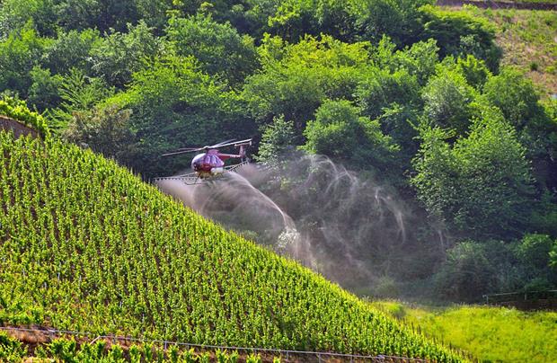 A helicopter sprays pesticides over a vineyard on the banks of the Mosel, Germany. Photo: JOKER / Walter G. Allgöwer/ullstein bild via Getty Images