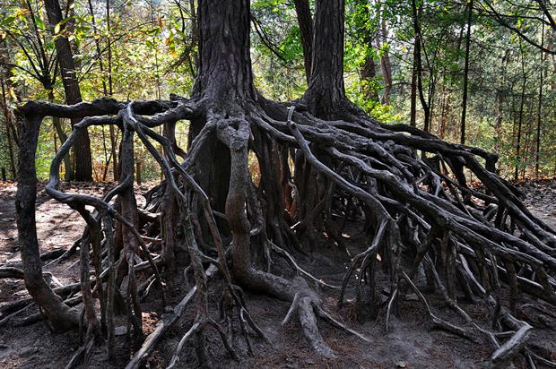 Exposed tree roots due to soil erosion in Kasterlee, Belgium. Around a billion tonnes of soil are washed away in the EU every year. Photo: Arterra/Universal Images Group via Getty Images