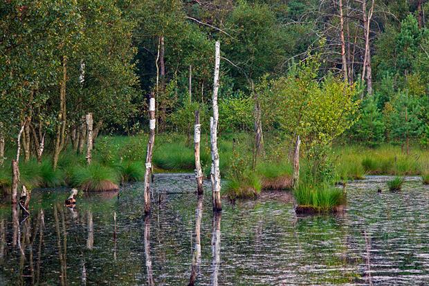 A pond from old peat cuttings in Schneverdingen, Lueneburg Heath, Lower Saxony, Germany. Farming on drained peatland is a major source of CO2 emissions. Photo: Arterra/Universal Images Group via Getty Images