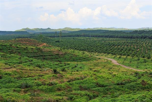 Nature: Palm oil plantation in Indonesia (CEphoto, Uwe Aranas)